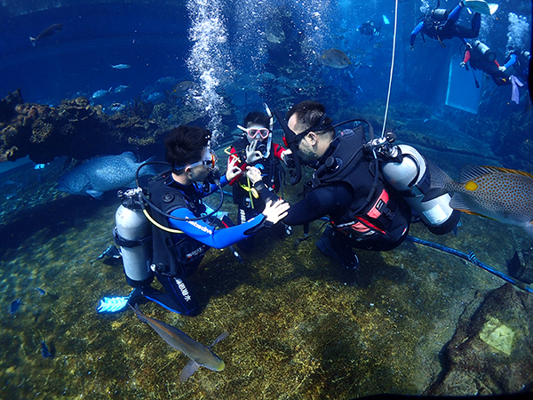 12/12正式上線！PADI 最新課程【休閑潛水員Resort Diver】 丨 一天拿證，潛遍全球