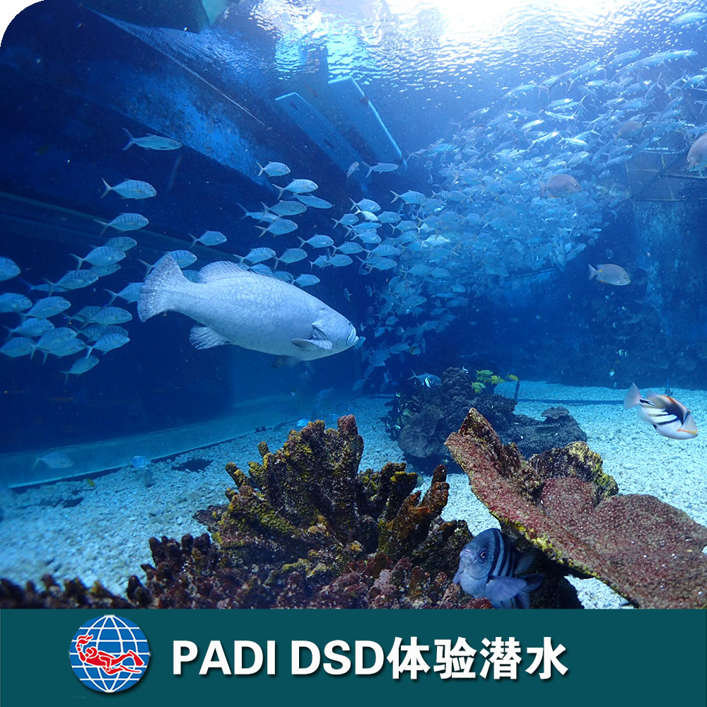 三亞洲際酒店P(guān)ADI DSD體驗潛水